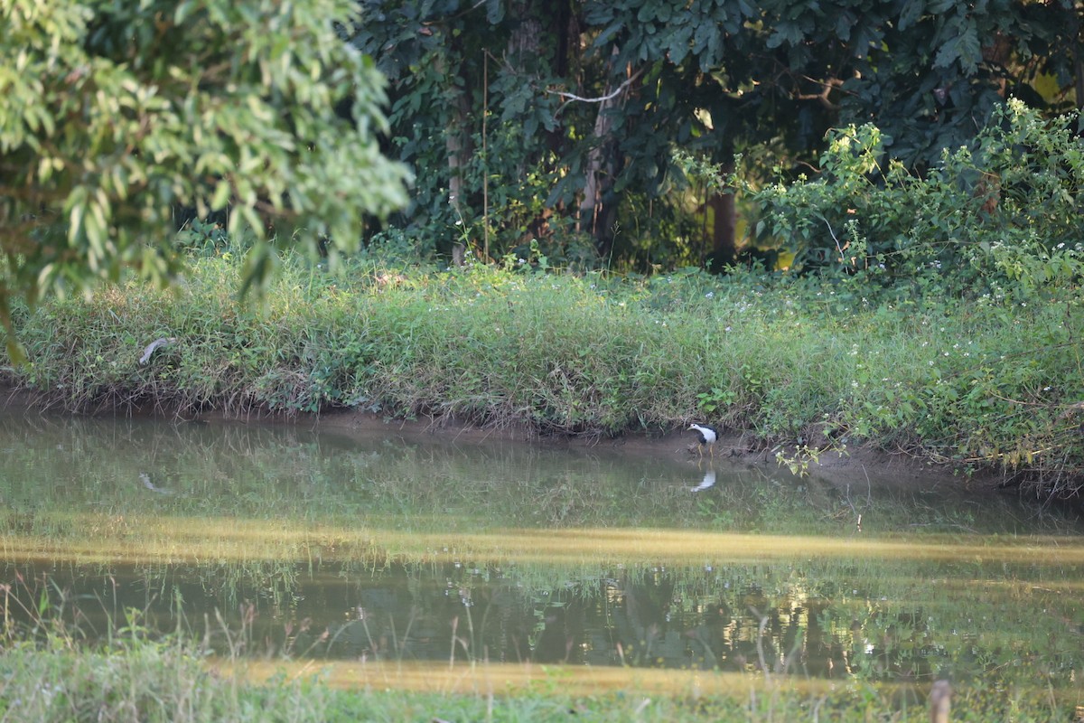 Ak Göğüslü Suyelvesi - ML646106882