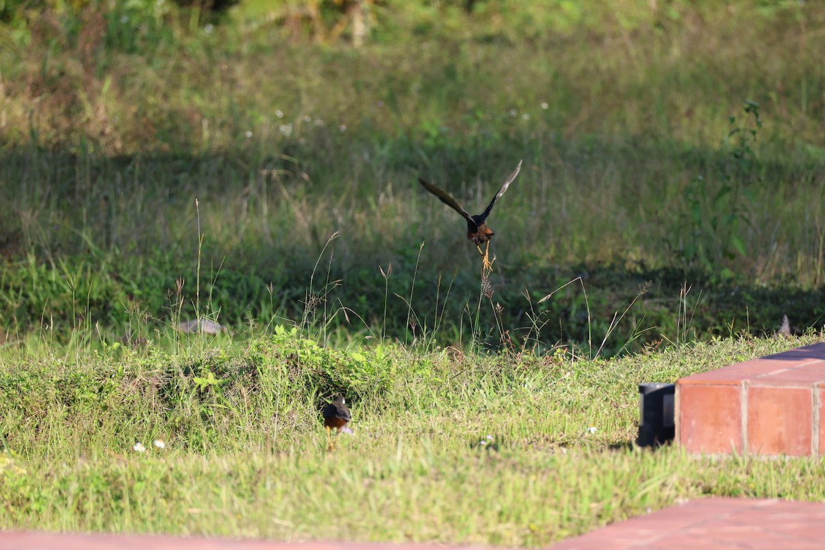 Ak Göğüslü Suyelvesi - ML646106883