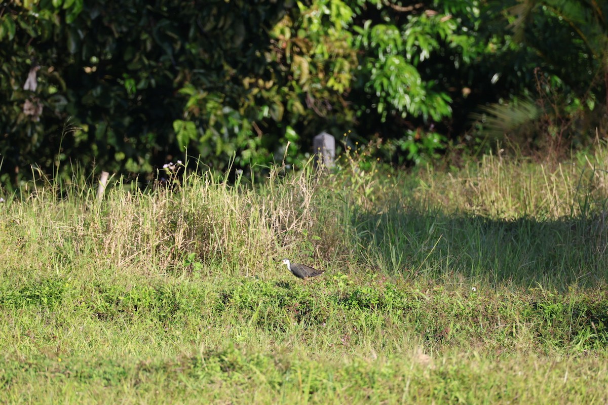 Ak Göğüslü Suyelvesi - ML646106884