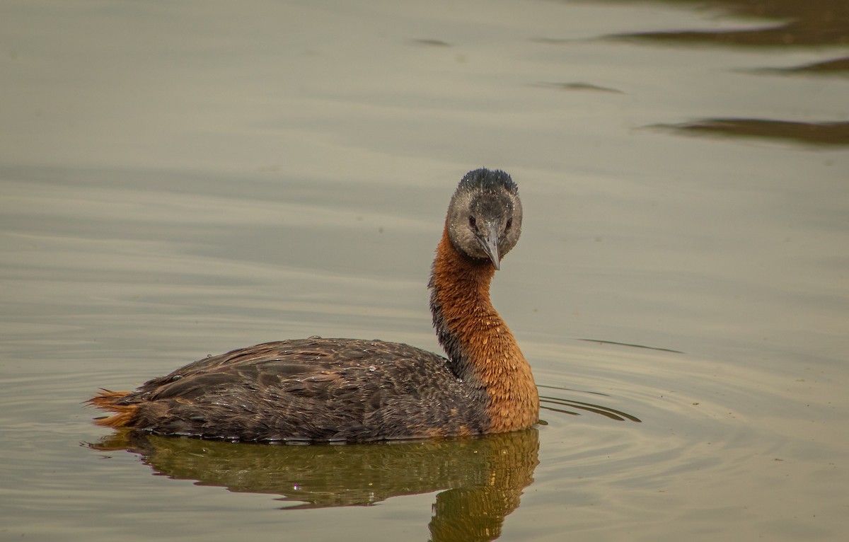 Büyük Batağan - ML646106885