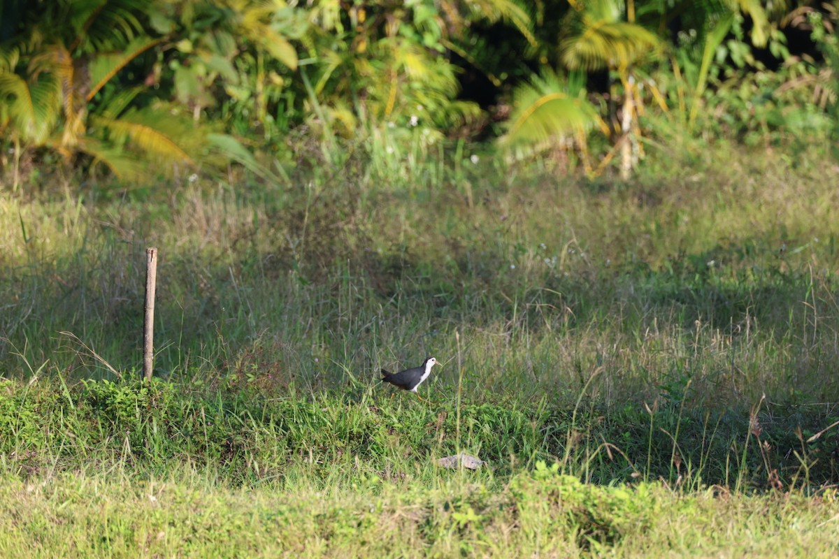 Ak Göğüslü Suyelvesi - ML646106886