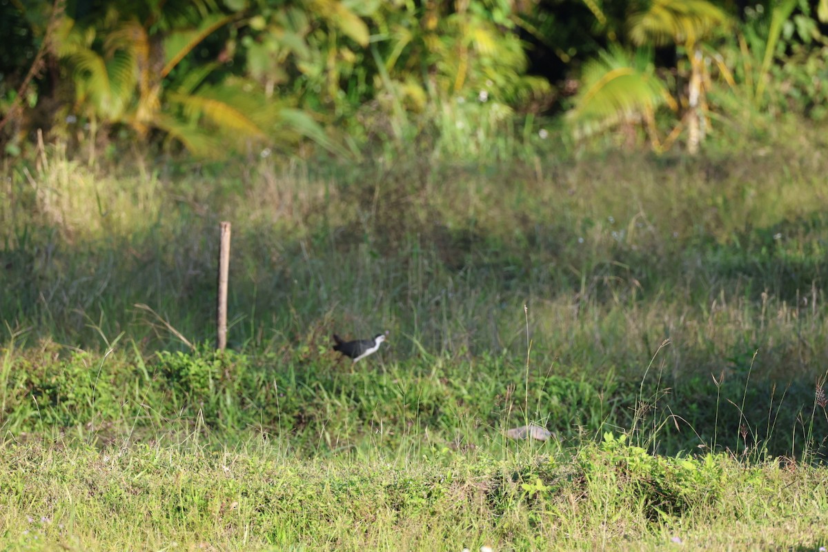 Ak Göğüslü Suyelvesi - ML646106887