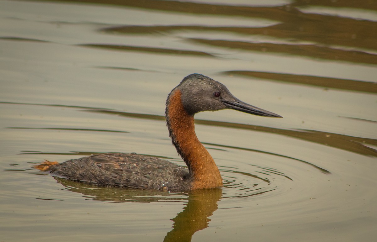 Büyük Batağan - ML646106888