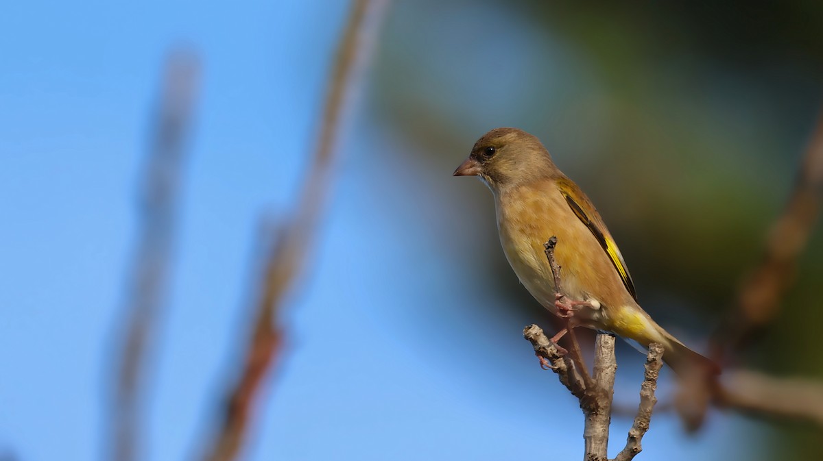 Çin Floryası - ML646106889