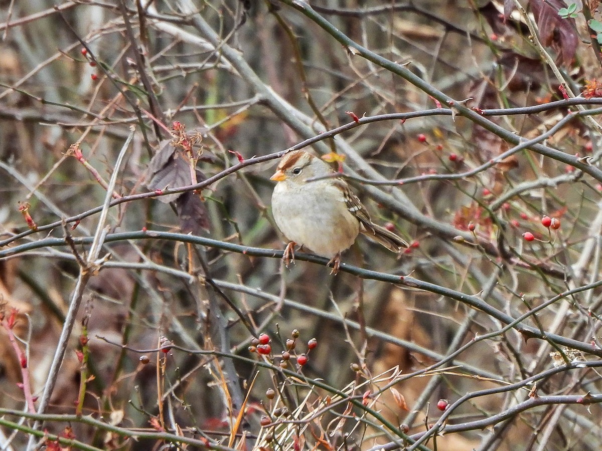 Porsuk Serçesi - ML646106890