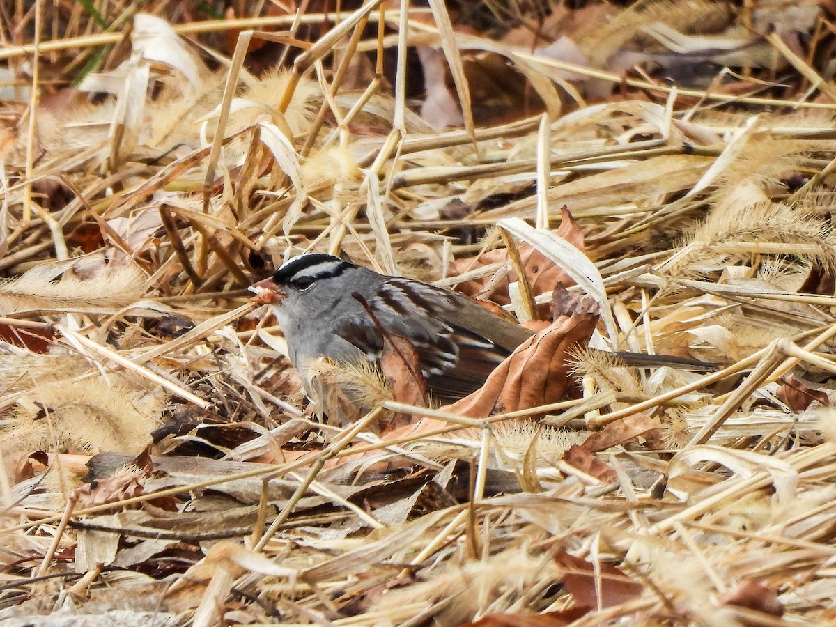 Porsuk Serçesi - ML646106892