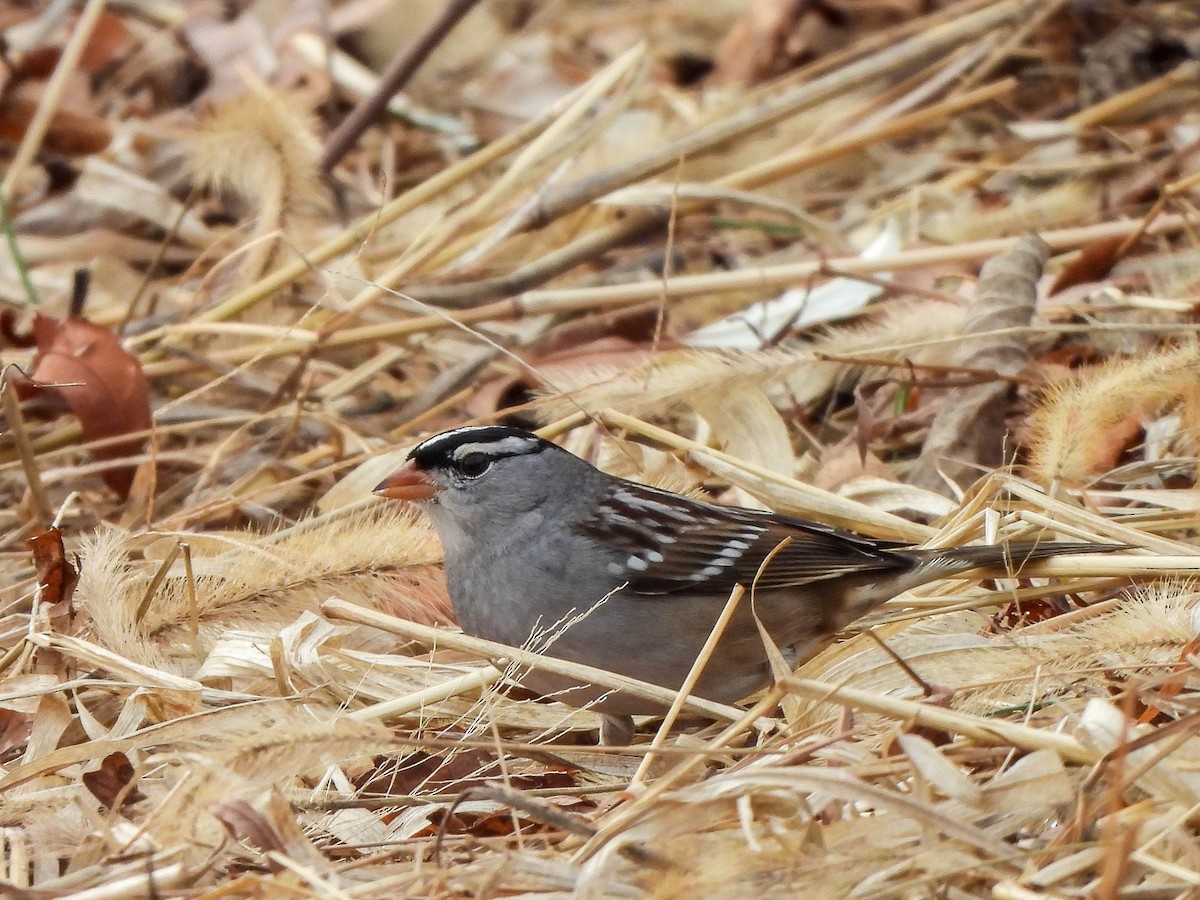 Porsuk Serçesi - ML646106893