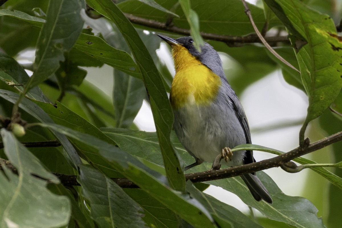 Alev Gerdanlı Ötleğen - ML646106894