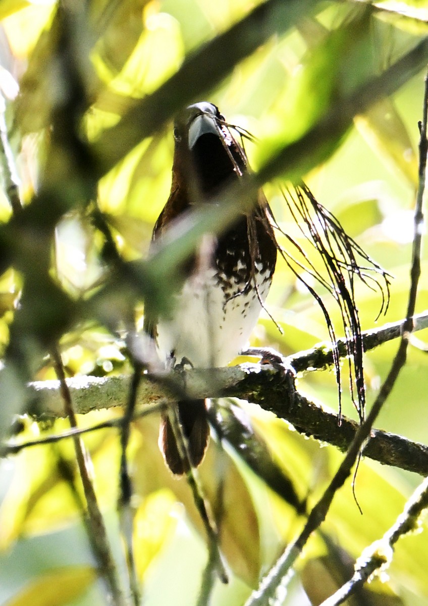 Ak Karınlı Munya - ML646106895