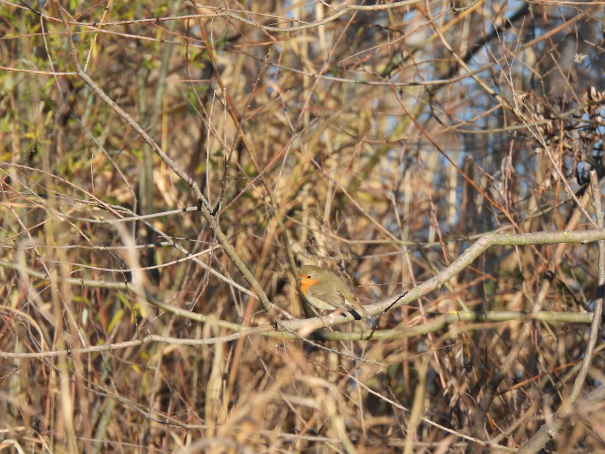 Kızılgerdan - ML646106896