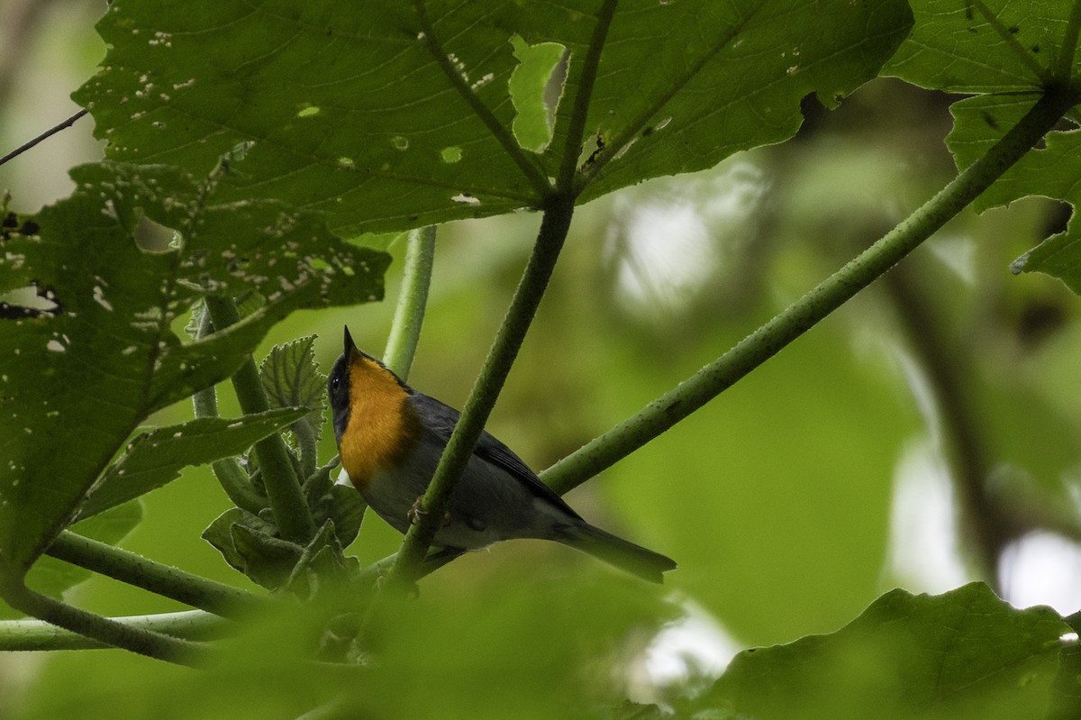 Alev Gerdanlı Ötleğen - ML646106901