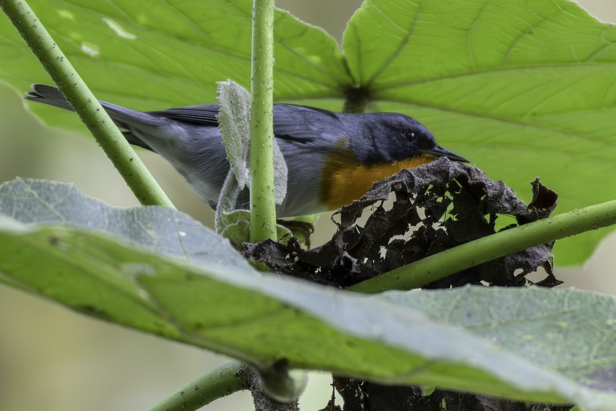 Alev Gerdanlı Ötleğen - ML646106904