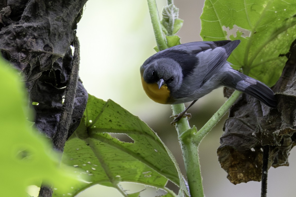 Alev Gerdanlı Ötleğen - ML646106905