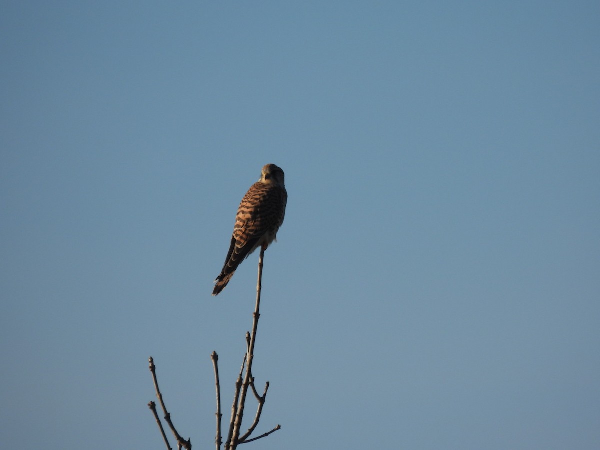 Kerkenez - ML646106906