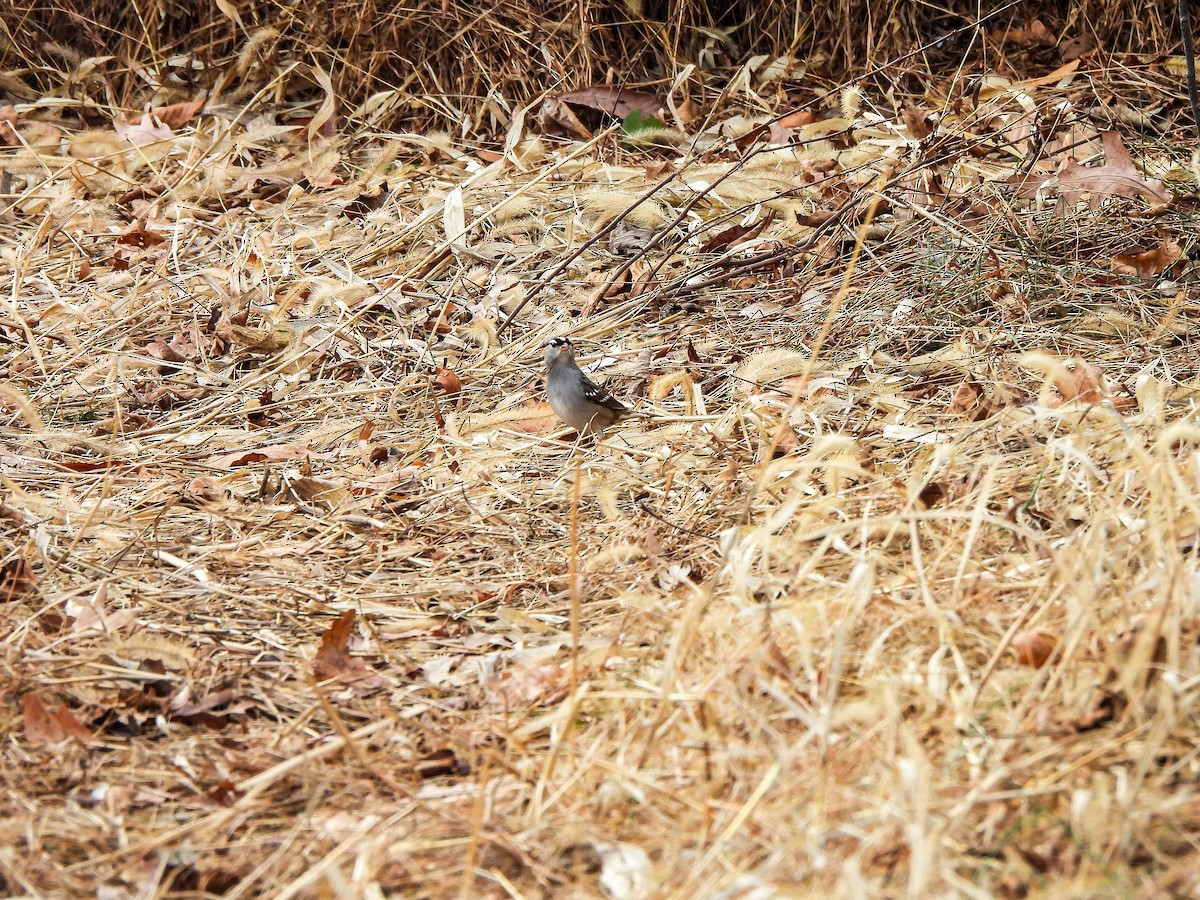 Porsuk Serçesi - ML646106907