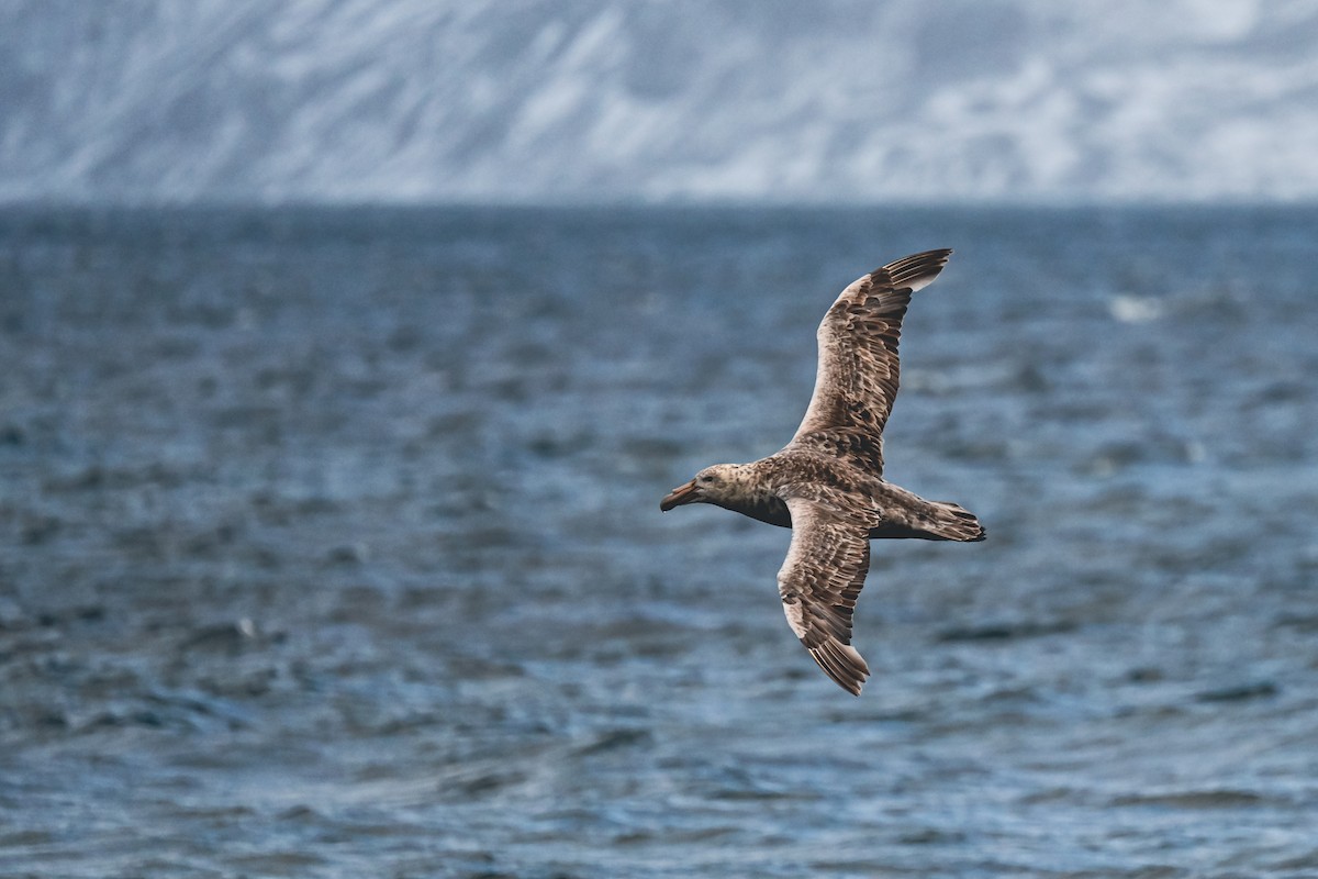 Southern Giant-Petrel - ML646106911