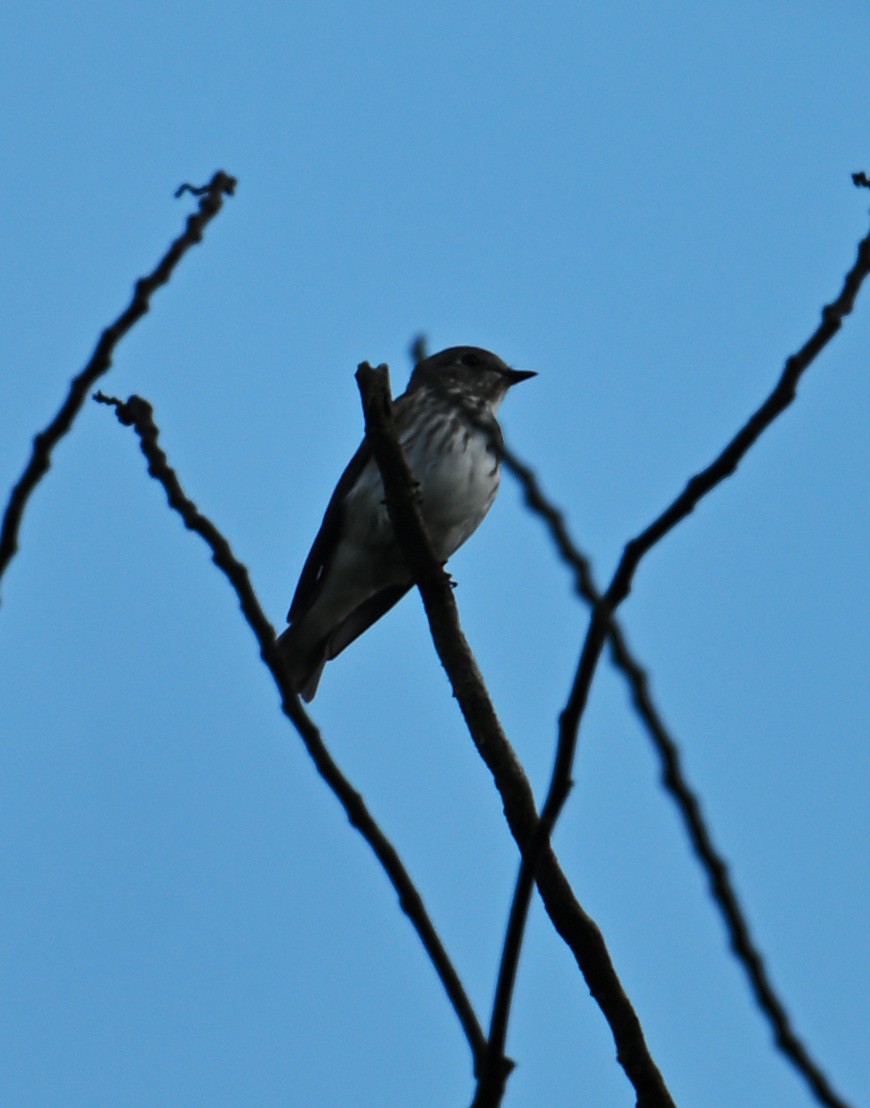 Gray-streaked Flycatcher - ML646106915