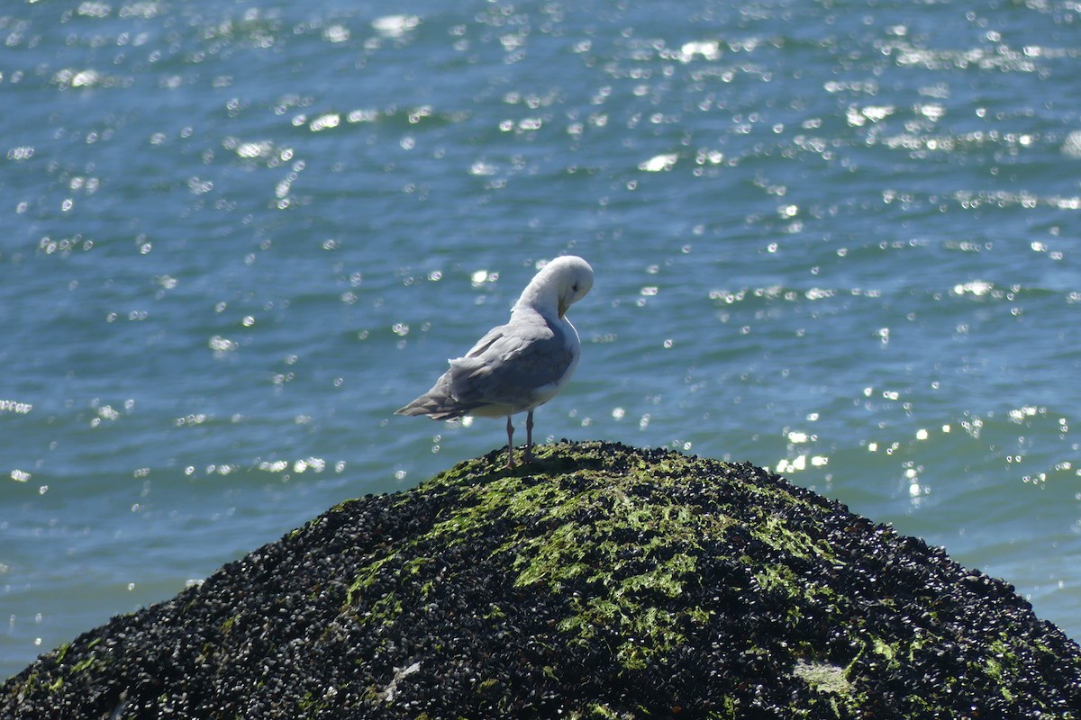 Glaucous-winged Gull - ML646106916