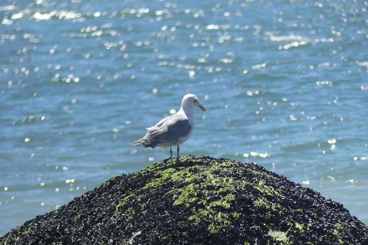 Glaucous-winged Gull - ML646106917