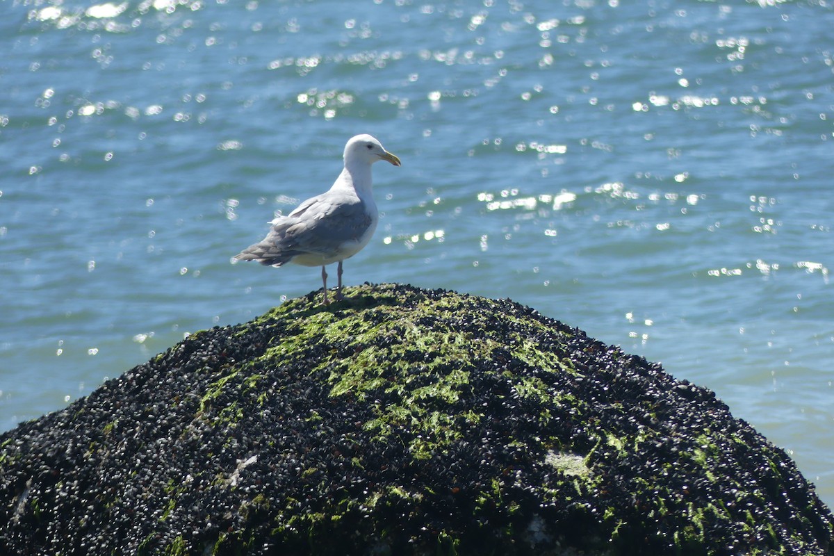 Glaucous-winged Gull - ML646106919