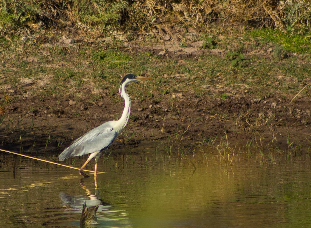 Cocoi Heron - ML646106920