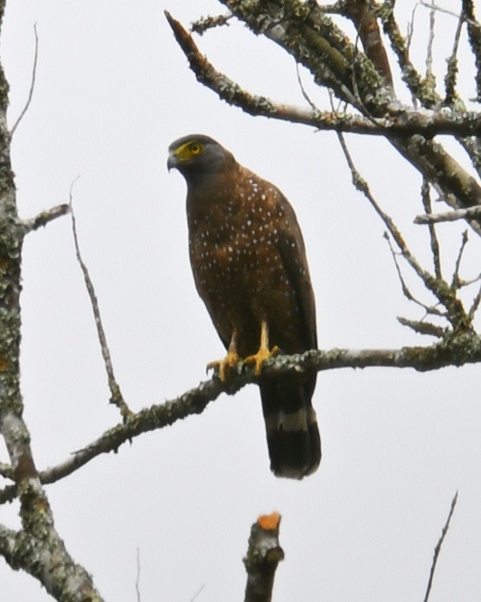 Philippine Serpent-Eagle - ML646106921