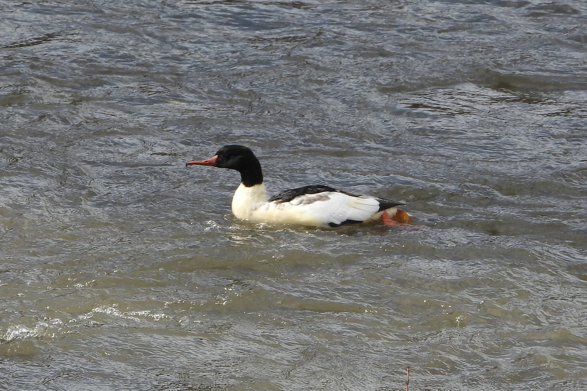 Крех великий - ML646106922