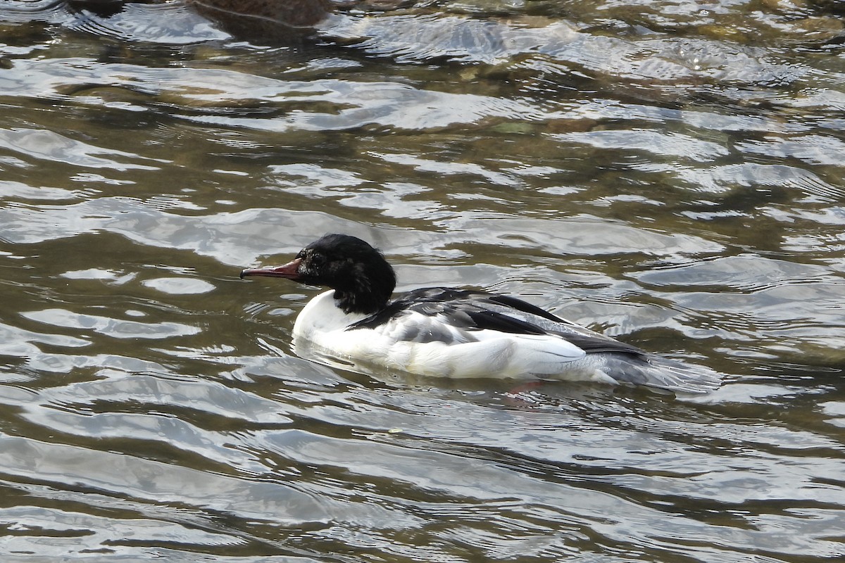 Крех великий - ML646106923