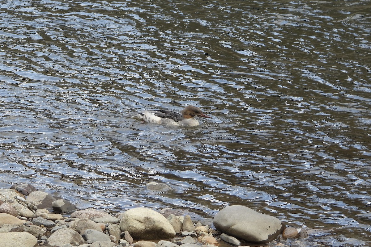 Крех великий - ML646106924