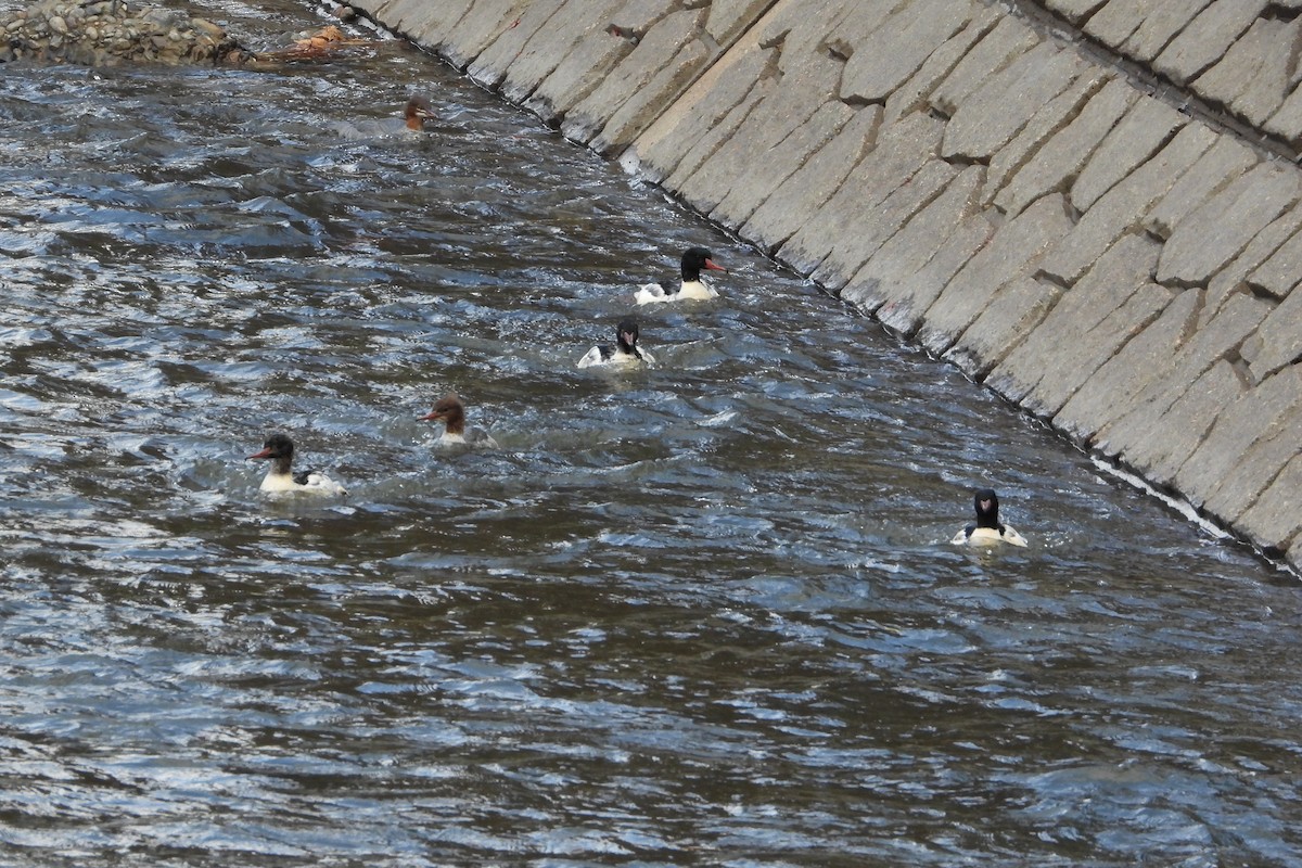 Крех великий - ML646106925