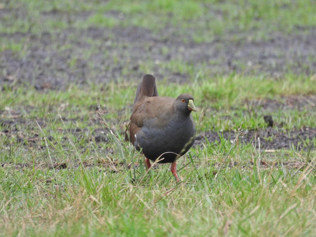 slípka černoocasá - ML646106927