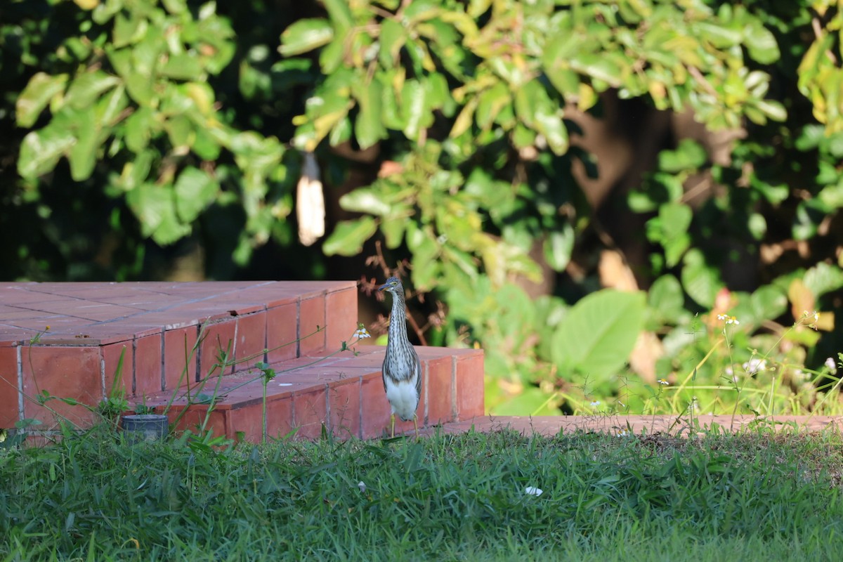 heron sp. - ML646106938