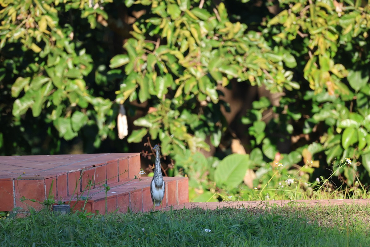 heron sp. - ML646106939