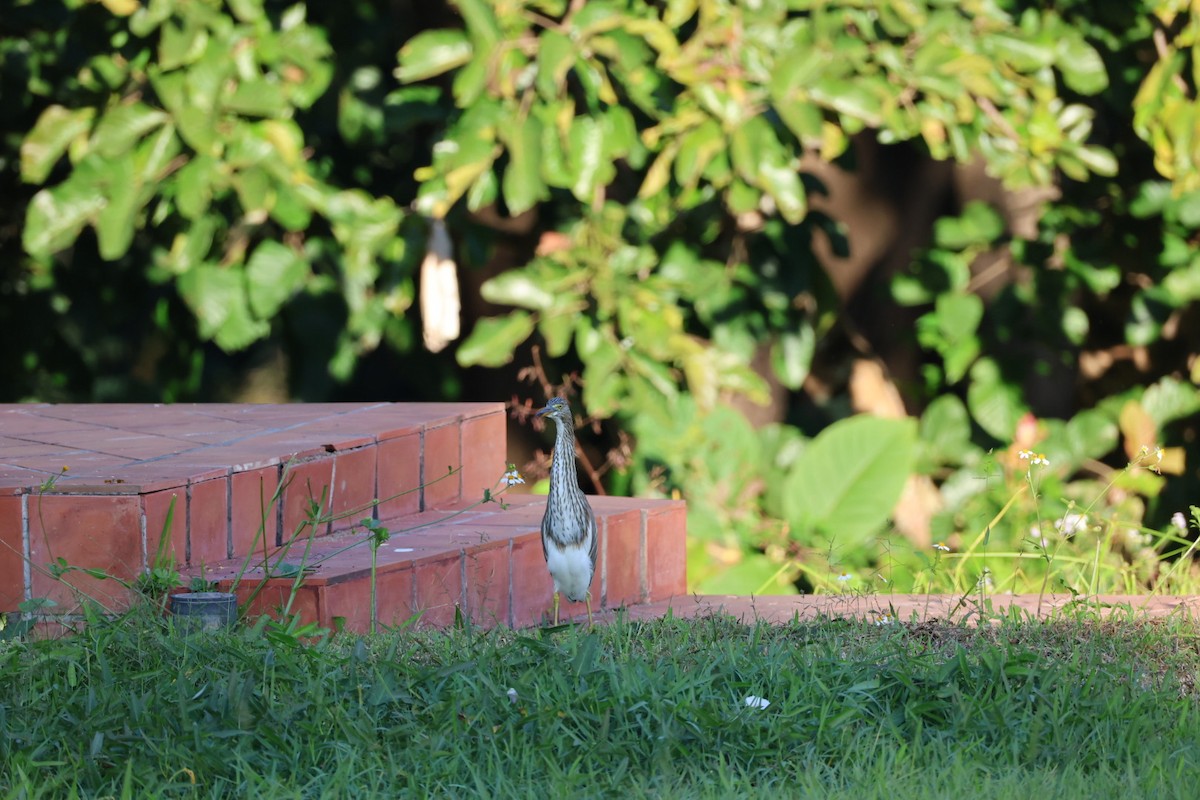 heron sp. - ML646106940