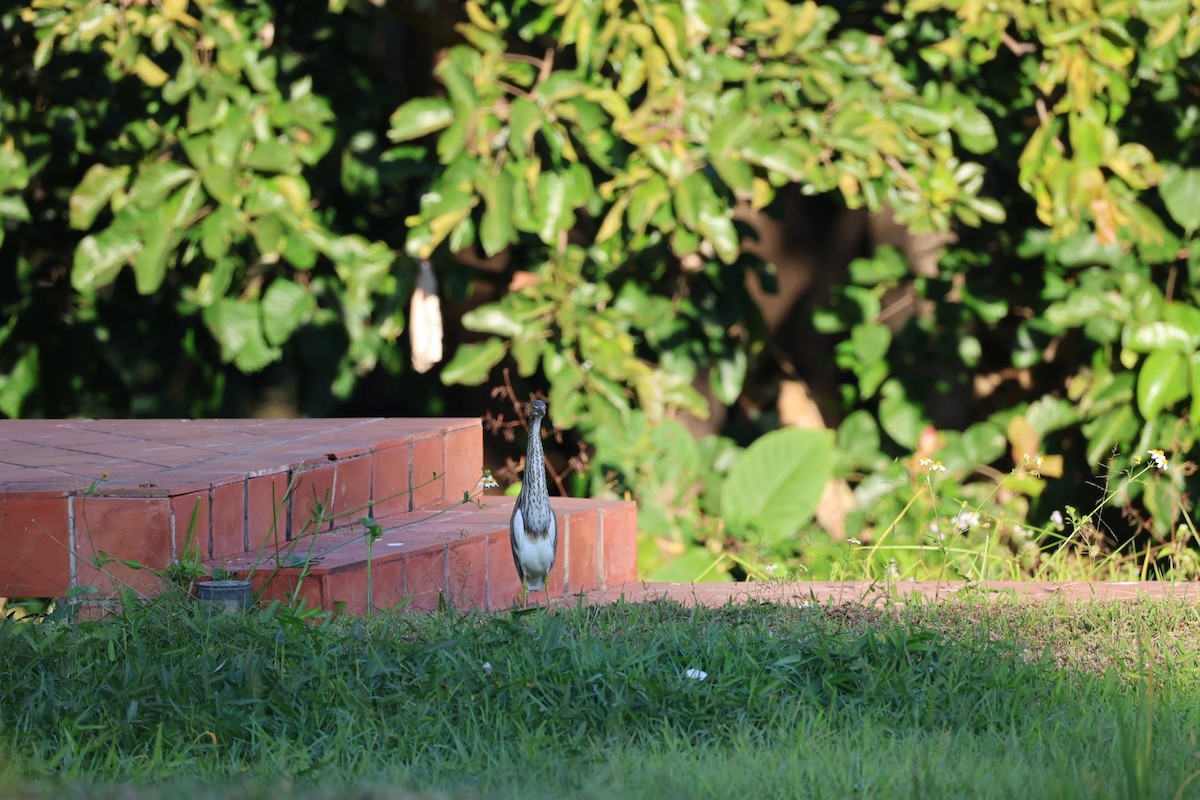 heron sp. - ML646106941