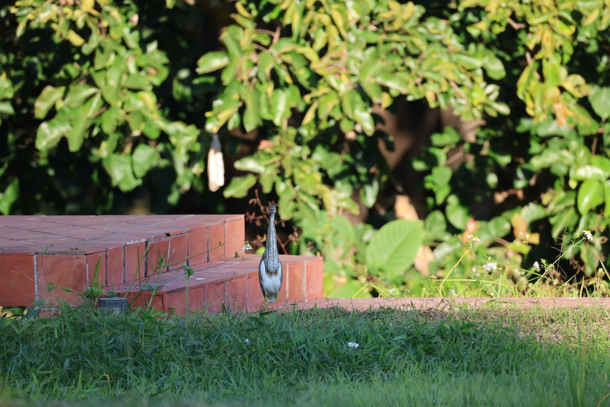 heron sp. - ML646106942