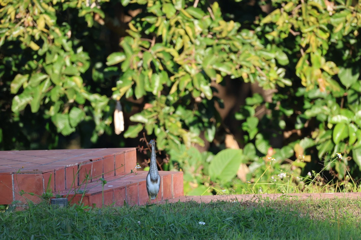 heron sp. - ML646106943