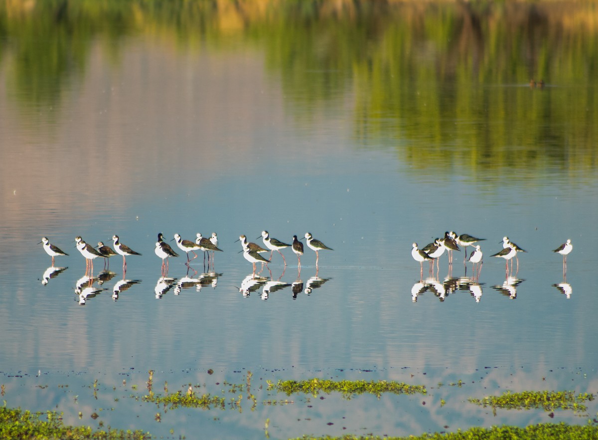 Black-necked Stilt - ML646106944