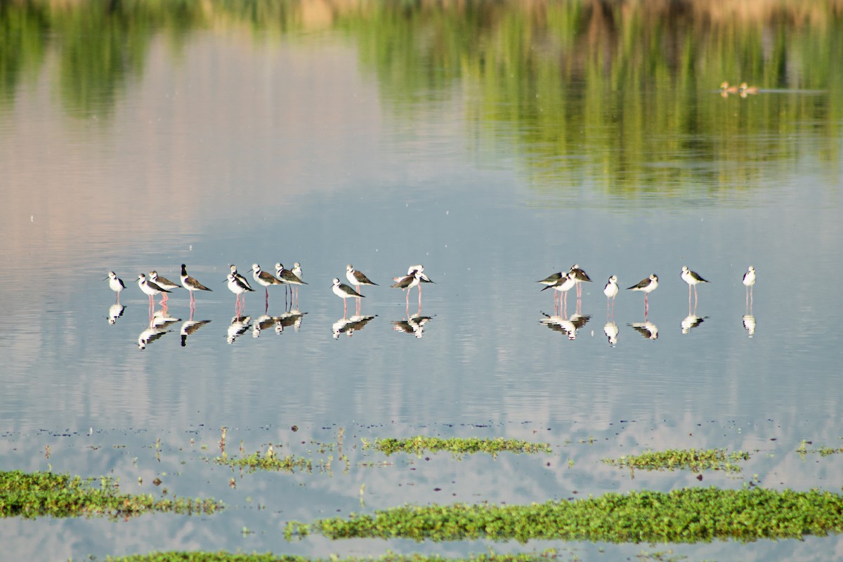 Black-necked Stilt - ML646106947