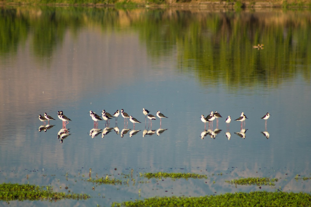 Black-necked Stilt - ML646106948