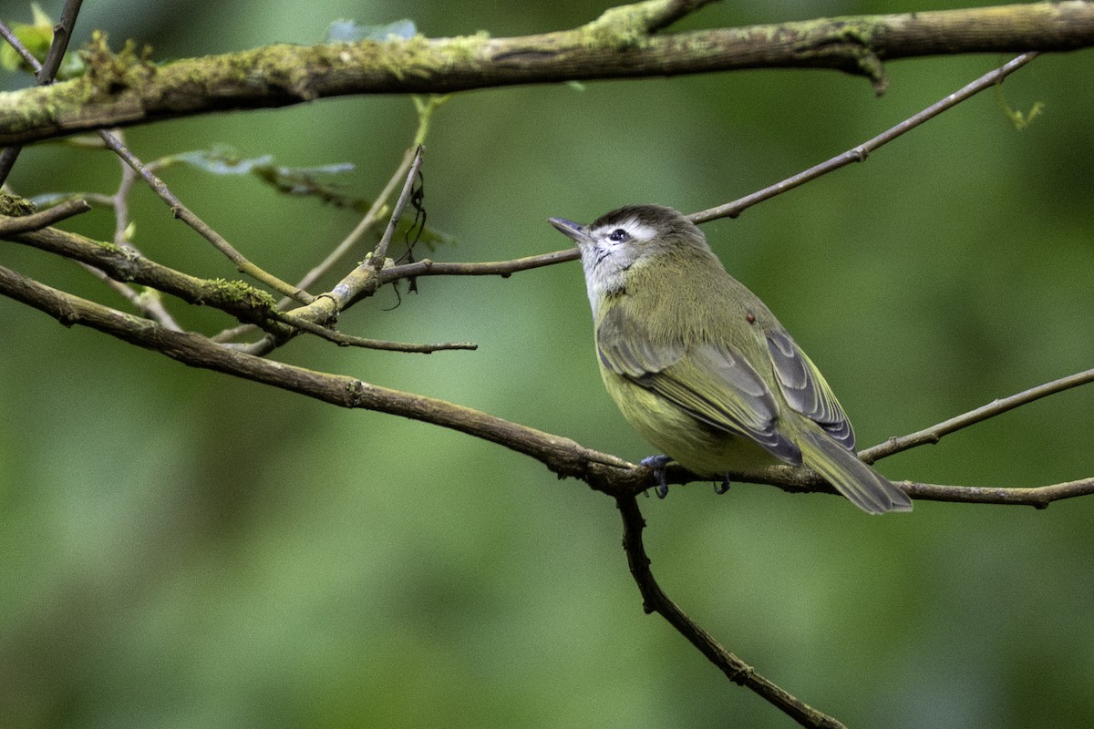 Kahverengi Vireo - ML646106949