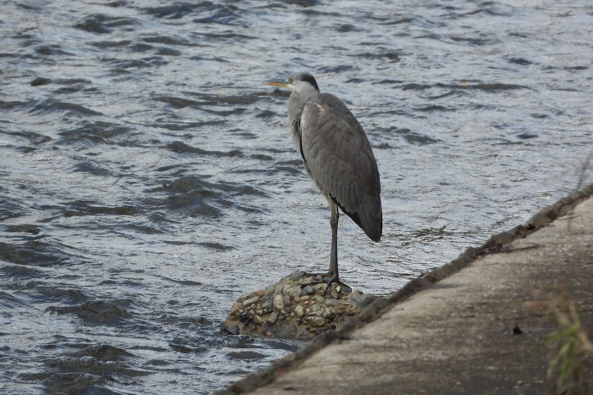 Чапля сіра - ML646106950
