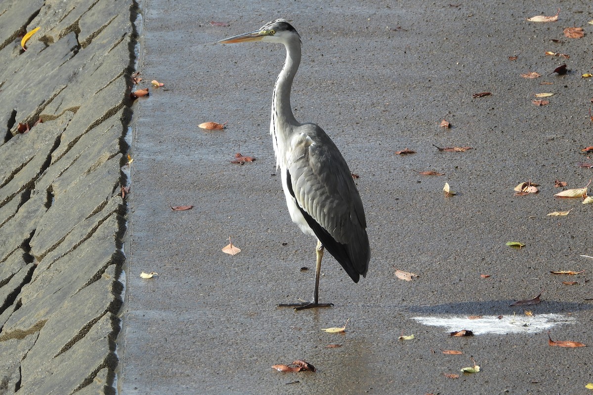 Чапля сіра - ML646106951
