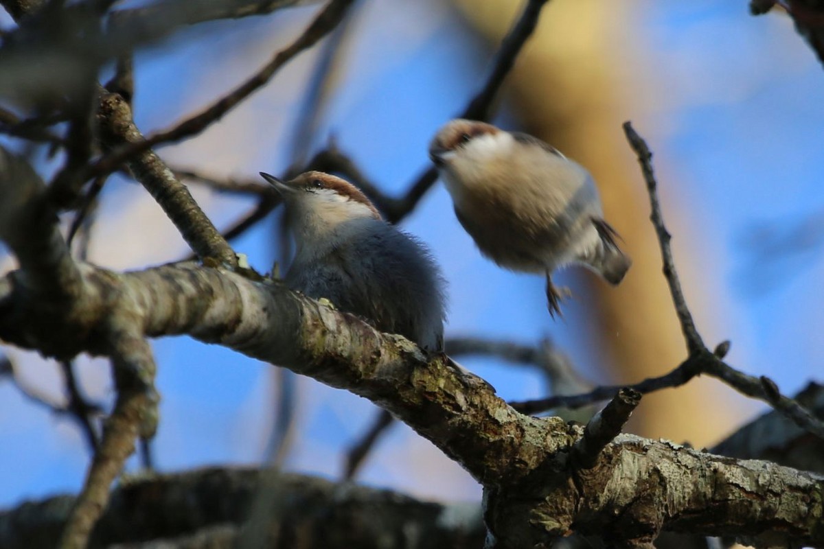 brhlík hnědohlavý - ML646106952