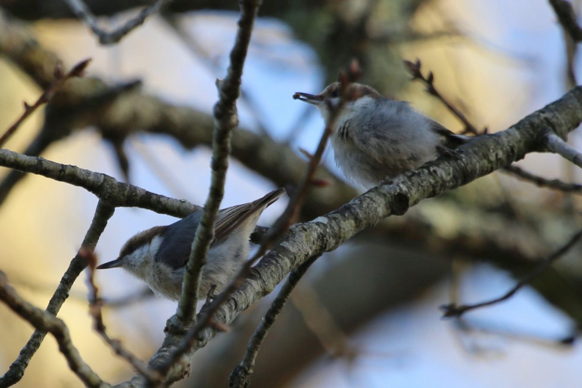 brhlík hnědohlavý - ML646106953