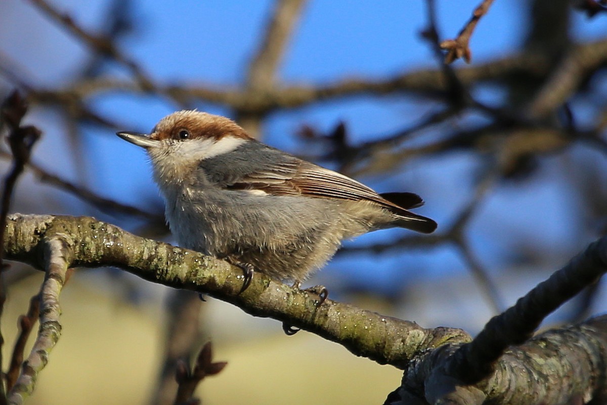 brhlík hnědohlavý - ML646106954