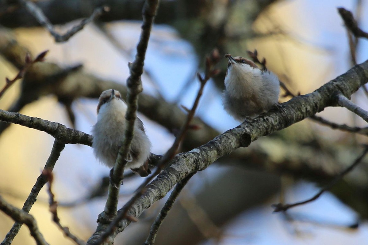 brhlík hnědohlavý - ML646106955