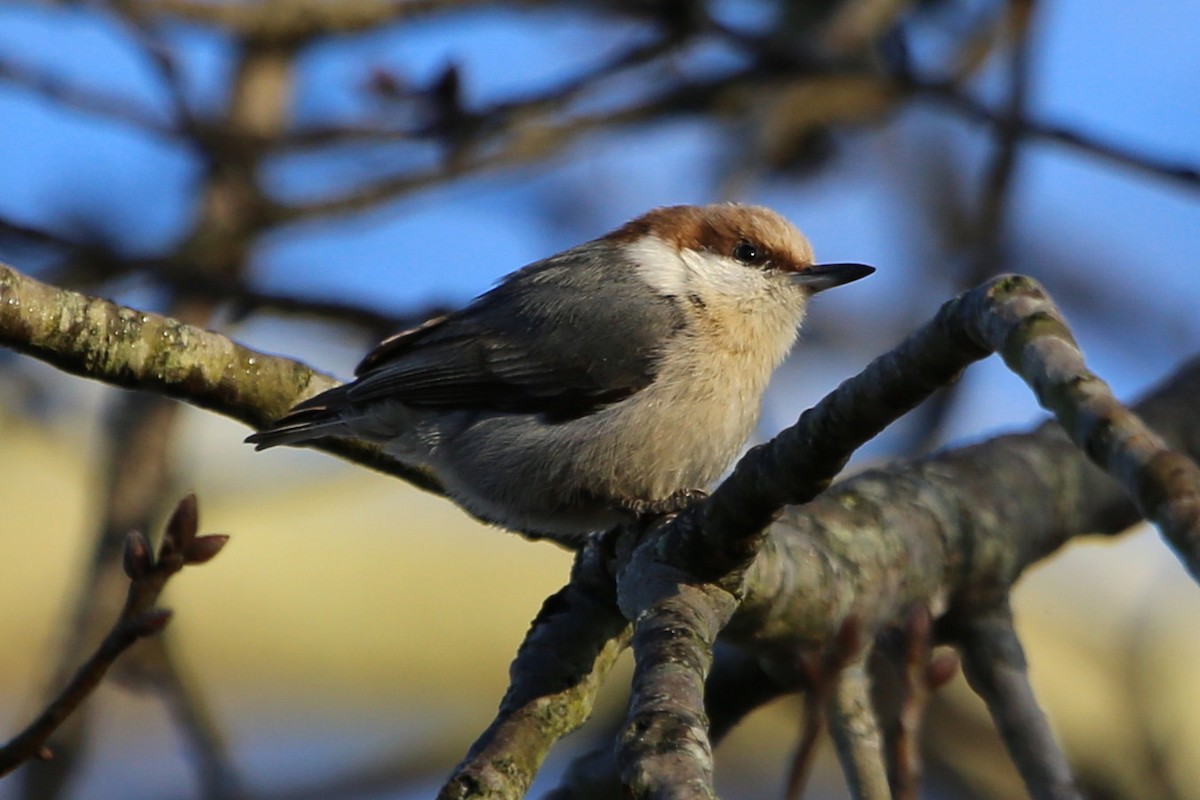 brhlík hnědohlavý - ML646106956