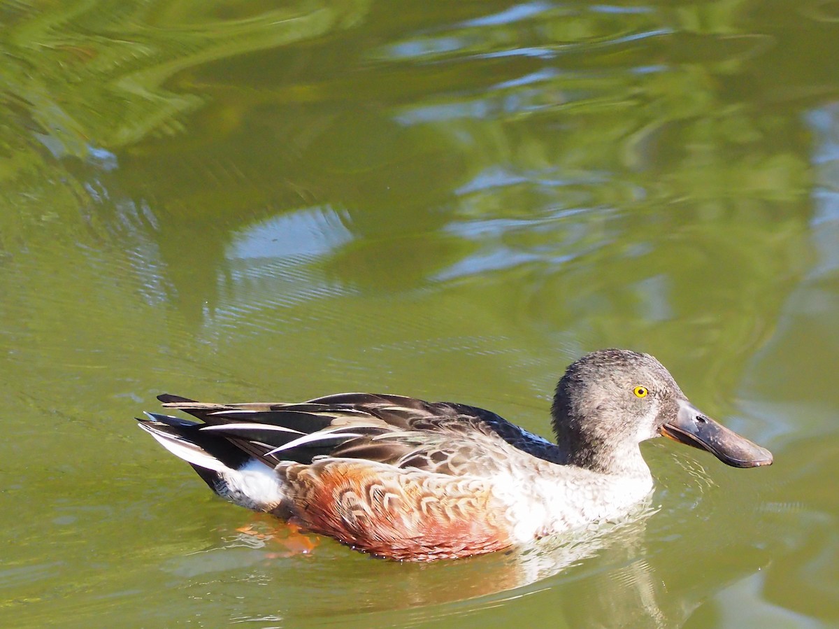 Широконіска північна - ML646106963