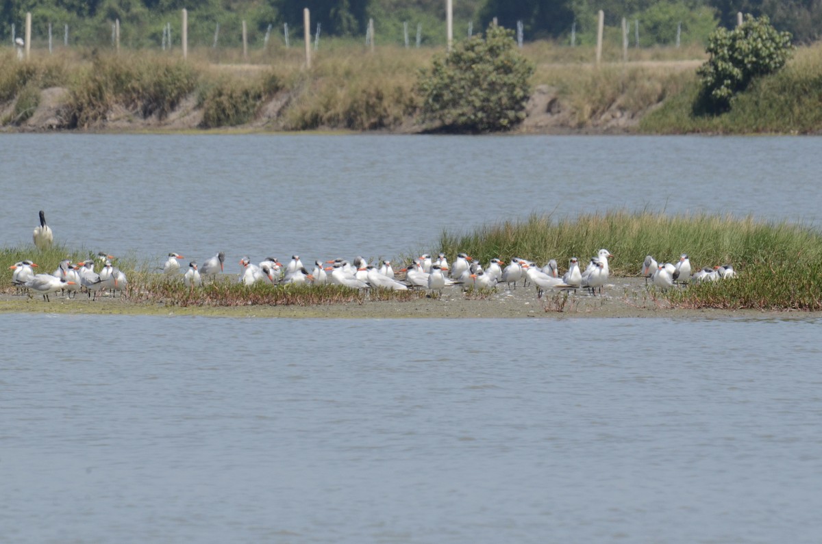 Hazar Sumrusu - ML646106964